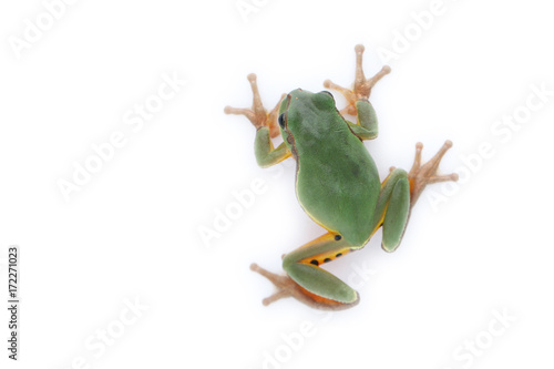 a green treefrog Hyla annectans