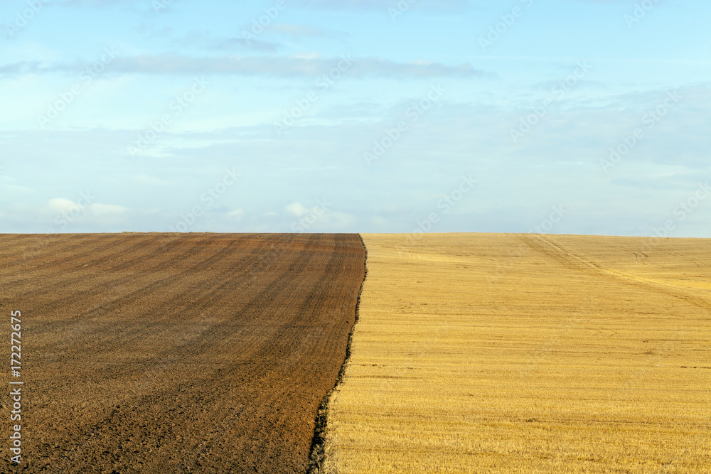 Obraz premium wheat farming field
