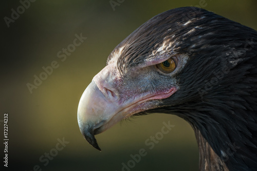 Australian Wedge Tailed Eagle