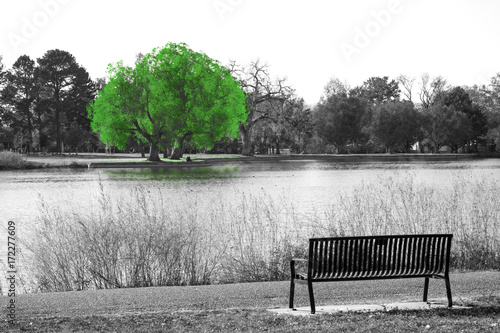 zielone-drzewo-w-czarno-bialej-scenerii-krajobrazowej-z-pusta-lawka-w-parku-z-widokiem-na-wode