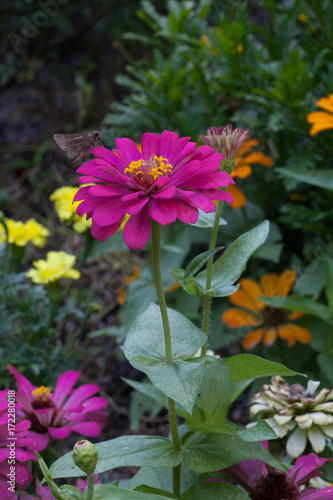 Pink Zinnia