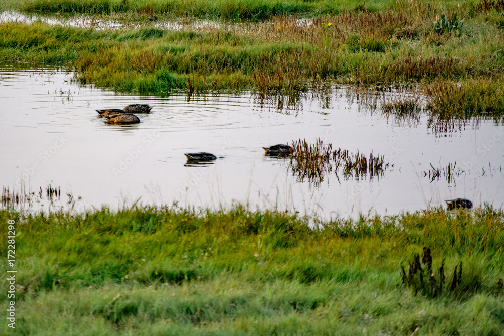 Ducks Underwater Ducks Underwater