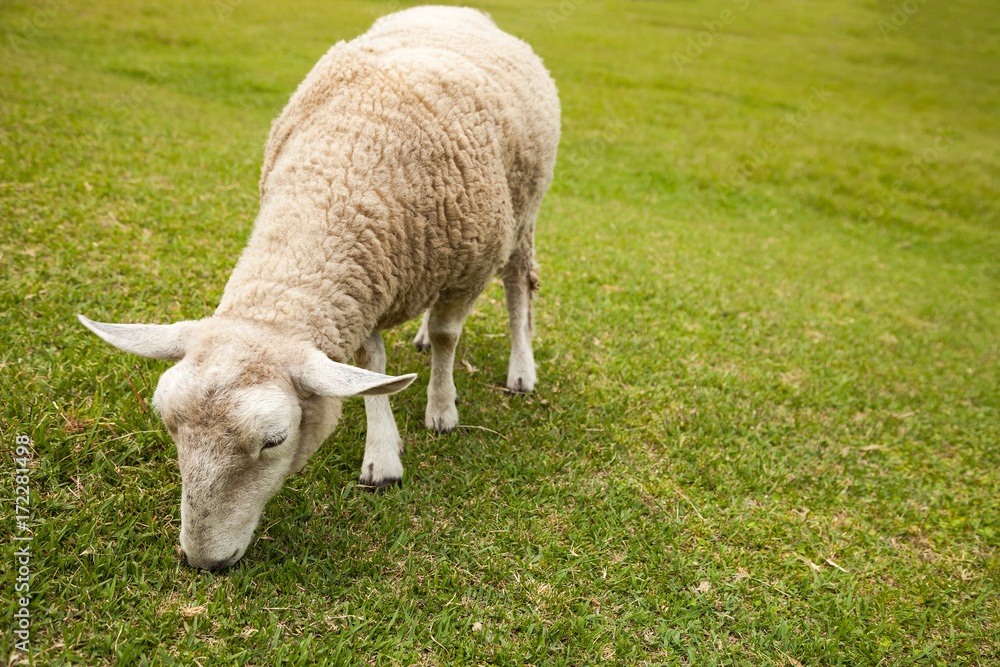 Obraz premium Sheeps in a meadow in the mountains., Sheep in the Field.