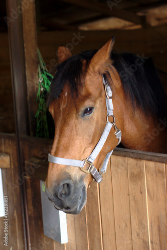 Fototapeta Naklejka Na Ścianę i Meble -  Horse Head in Barn