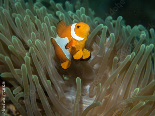 Anemonefish with anemone under water