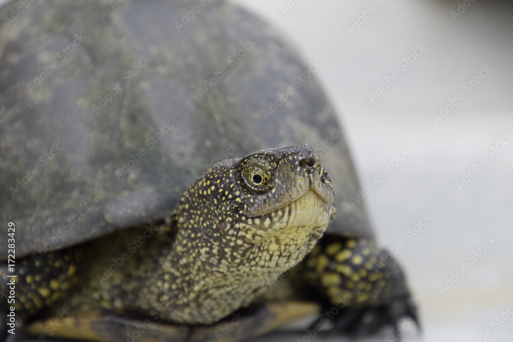 Ordinary river tortoise of temperate latitudes. The tortoise is an ancient reptile. Ordinary river tortoise of temperate latitudes. The tortoise is an ancient reptile.