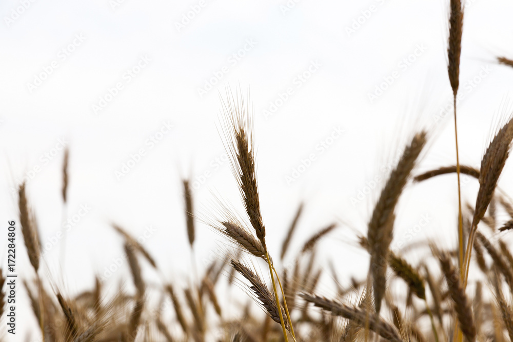 Obraz premium Wheat field