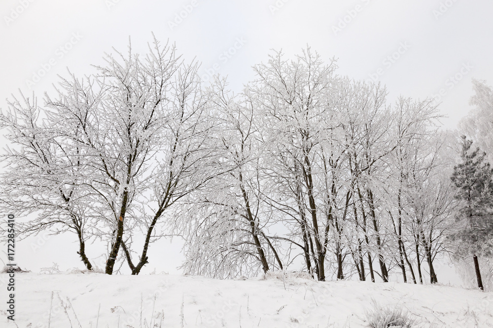 Obraz premium Frost in the trees