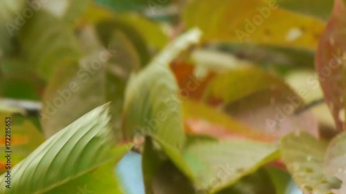 Wallpaper Mural 強風に揺れる枯れ葉 Torontodigital.ca