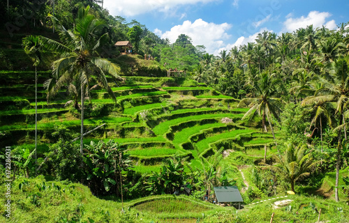 Beautiful rice terraces in the morning at Tegallalang village, Ubud, Bali, Indonesia. photo