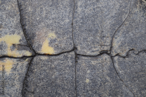 Background texture of tortoise shell. Turtle shell.