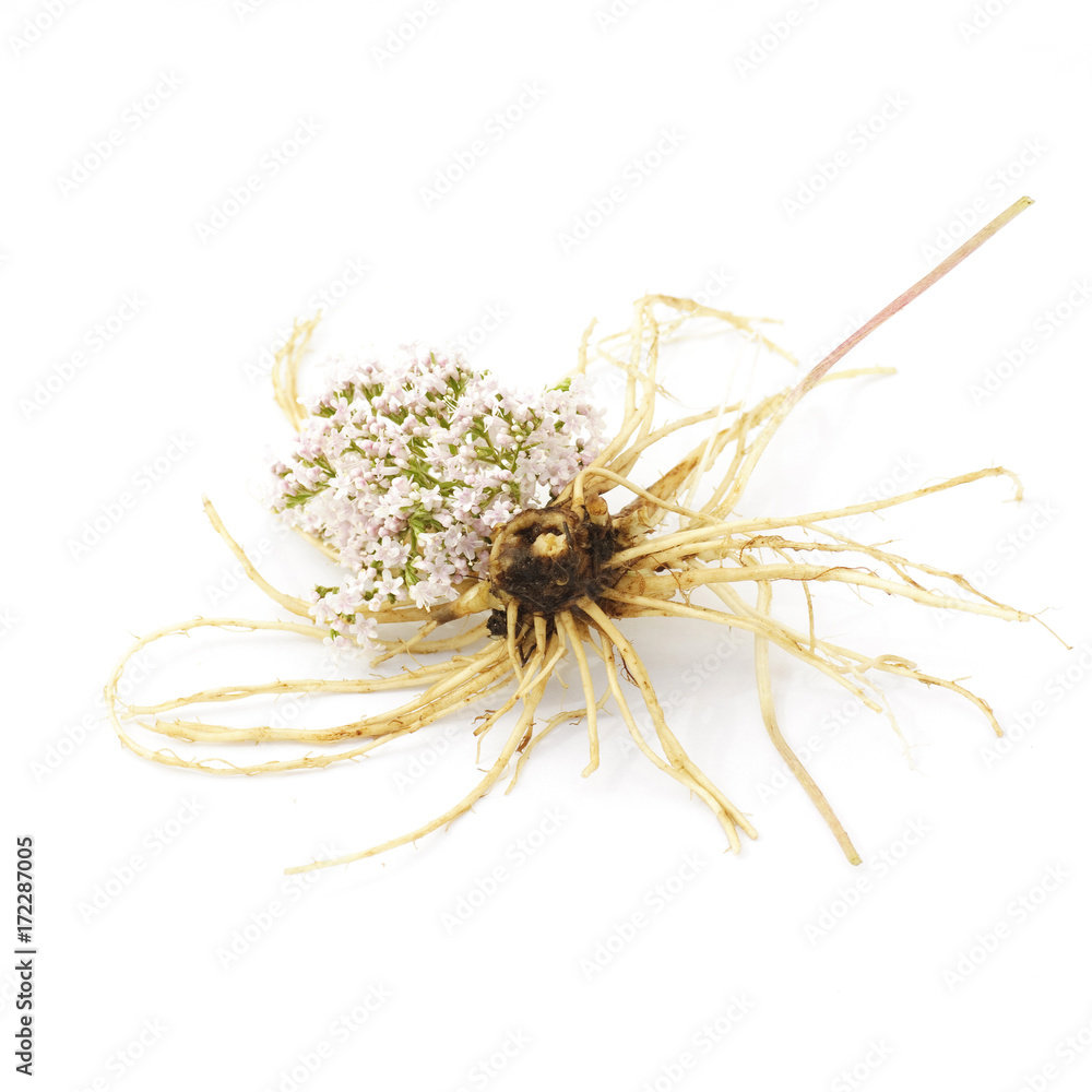 roots of valeriana on a white background