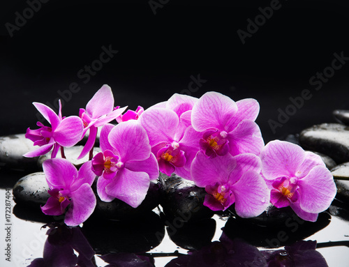 pink branch orchid on black stones reflection 