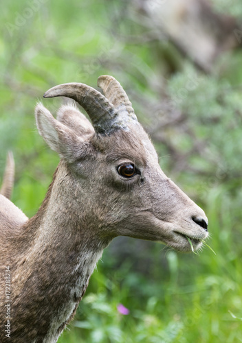 Close Up of a Female Bighorn Sheep with small horns and big brown eyes. Green grass with wildflowers are in the distance and photographed with a shallow depth of field.