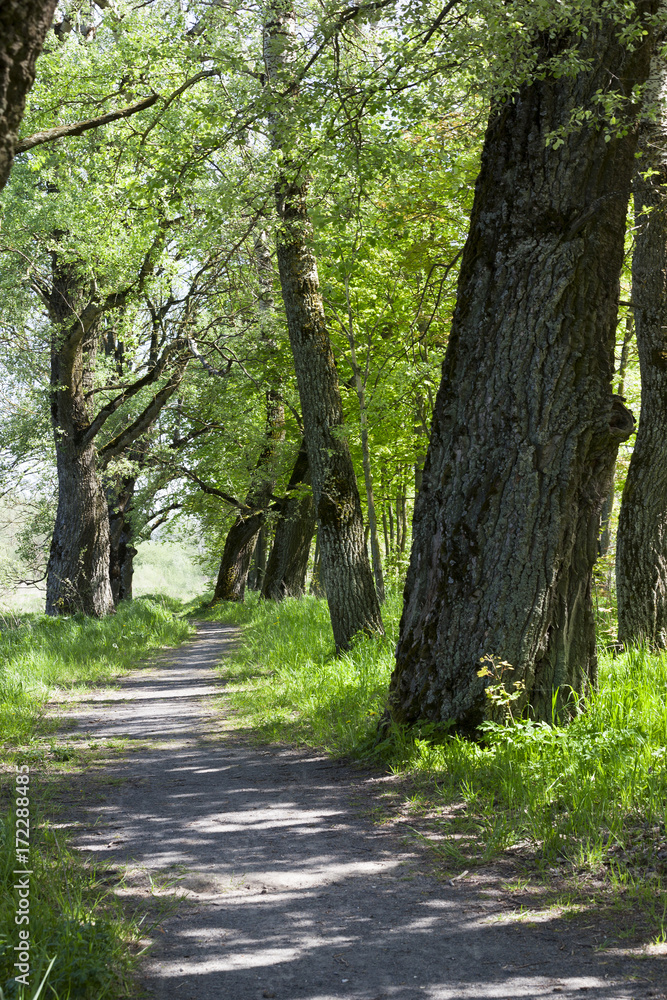 Obraz premium Green trees in park