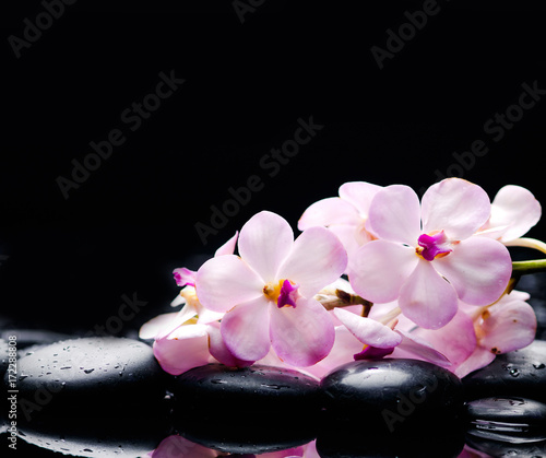 Lying on branch white orchid with black stones on wet pebbles 