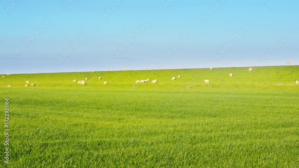 Flock organic farming sheep maintain strength Dutch sea dike Flock organic farming sheep maintain strength Dutch sea dike