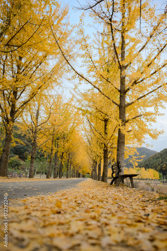 Maple