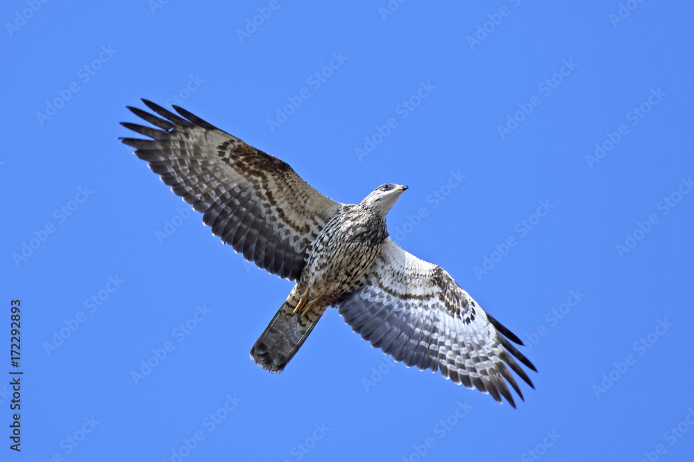 Fototapeta premium European honey buzzard (Pernis apivorus)