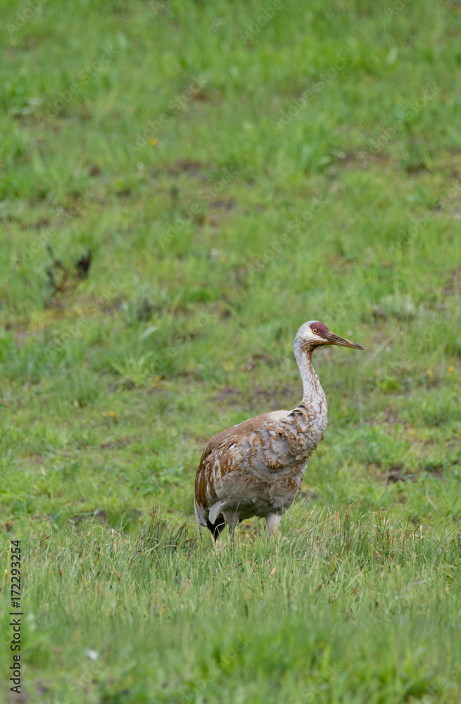 Sandhill crane standing in a green grassy field. Photographed in Yellowstone National Park in natural light. Sandhill crane standing in a green grassy field. Photographed in Yellowstone National Park in natural light.