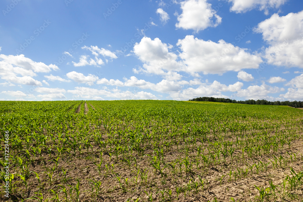 Green corn field over blue sky.