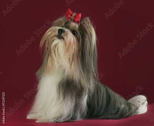 Beautiful male Beaver Yorkshire Terrier with bow photo