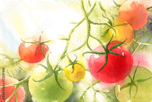 Red and Green Tomatoes On The Vine Watercolor Vegetable Background Illustration Hand Painted 