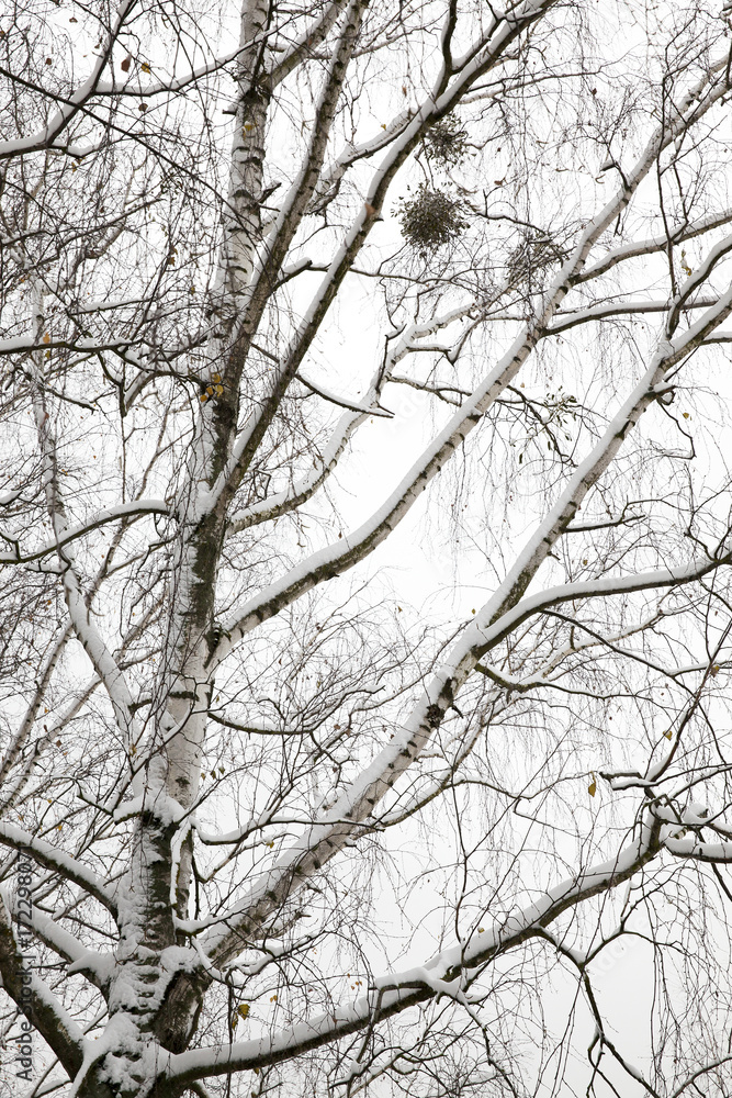 snow-covered branches of bare birch tree snow-covered branches of bare birch tree