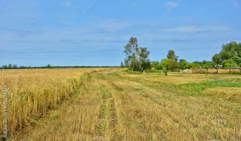 Wheat field with blue sky in the background. Wonderful panoramic view. Countryside. Rye. Country roads. Picturesque wallpaper. Beautiful landscape