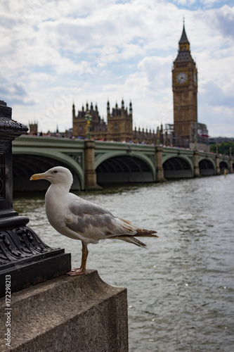 Vertical view of a seagull with Westminster Bridge, Thames River, Houses of Parliament and Big Ben in London England.