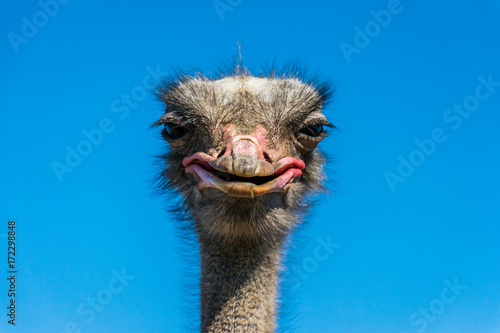 Funny African ostrich. Smile of an animal © konoplizkaya