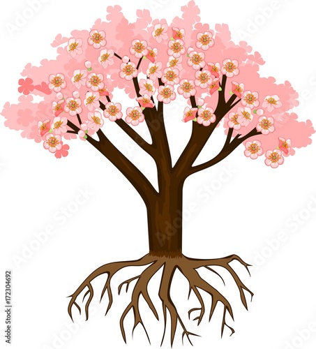 Blooming pink sakura tree on white background. Tree with root system