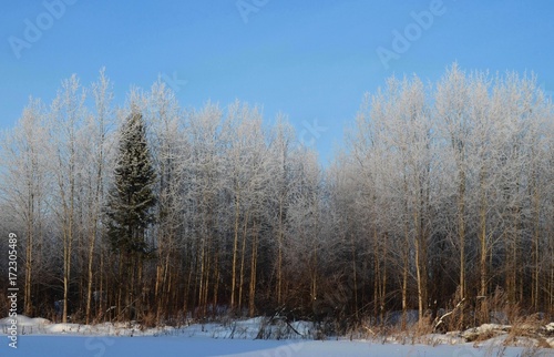 Деревья в инее в феврале, природа Сибири, голубое небо