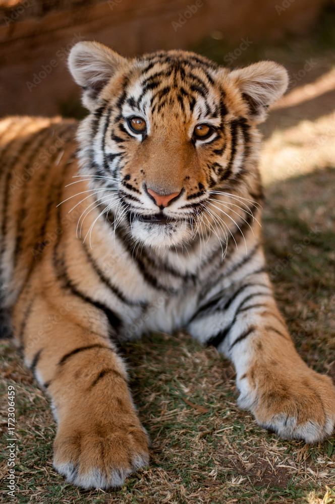 Young tiger relaxing