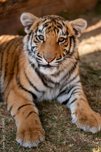 Young tiger relaxing
