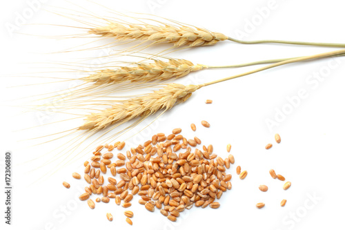 spikelets of wheat isolated on white background. top view