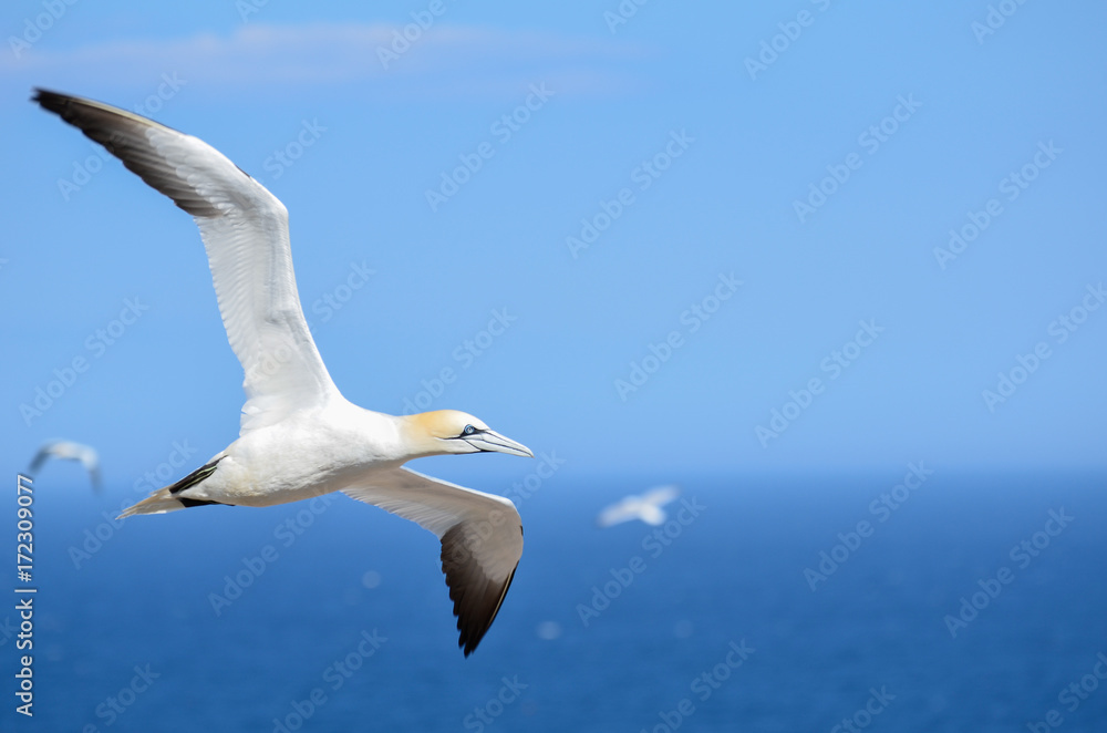 Fototapeta premium Northern Gannet flying at Bonaventure Island