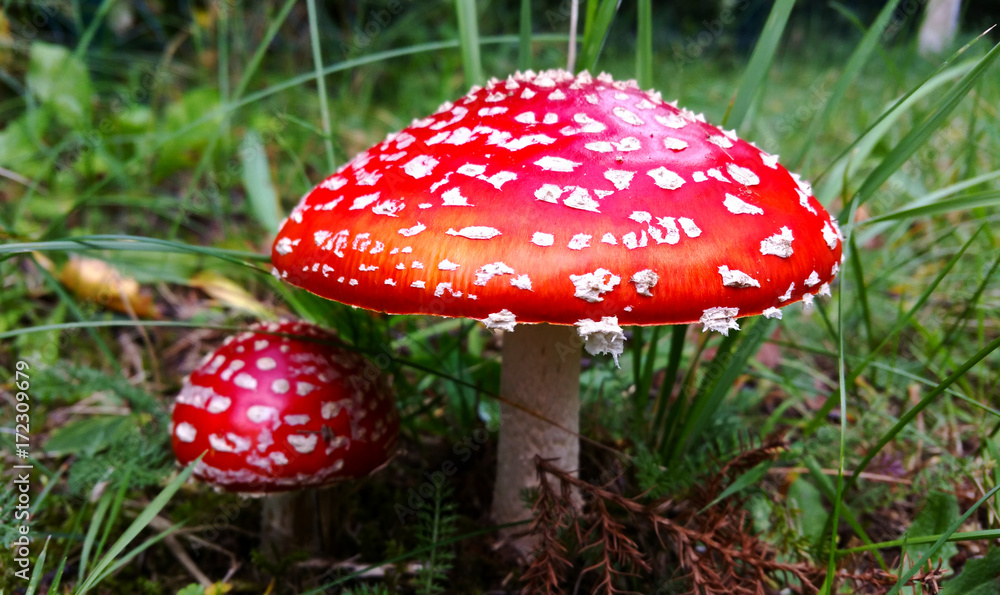 Obraz premium Two Fly agaric or fly Amanita mushrooms