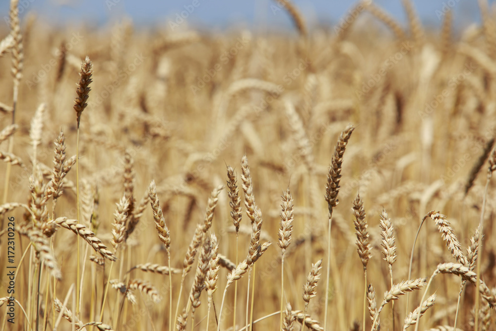 Fototapeta premium Ripe ears of wheat