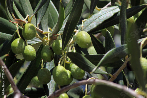 Olivo (Olea europaea) junto al mar mediterraneo