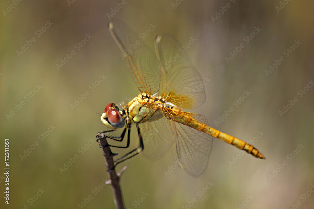 Libélula (Anisoptera) del mediterráneo en una rama Libélula (Anisoptera) del mediterráneo en una rama