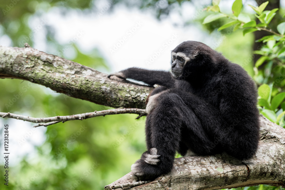 Portrait of a Monkey sitting on a tree. Portrait of a Monkey sitting on a tree.