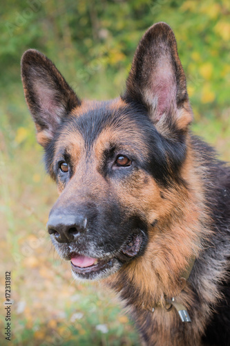 German shepherd dog in sunny autumn