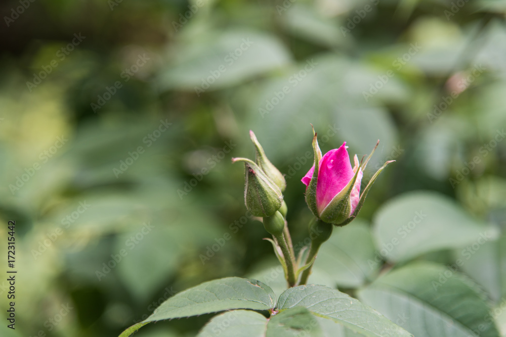 Walking in the garden of ancient roses