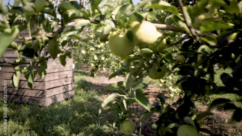 Steadicam moving through a golden delicious apple tree to reveal crates ready for the apple harvest. Steadicam moving through a golden delicious apple tree to reveal crates ready for the apple harvest.
