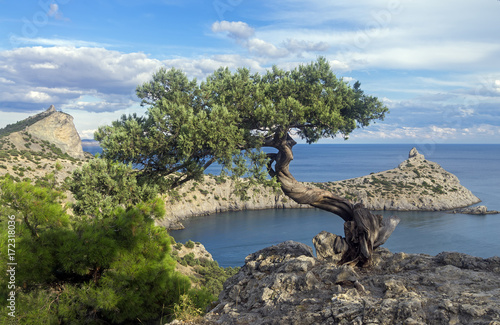 Relict juniper tree on a cliff above the sea. Crimea.