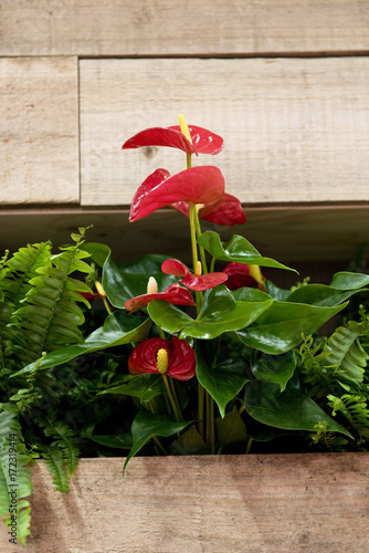 Blume Anthurium, Flamingoblume photo