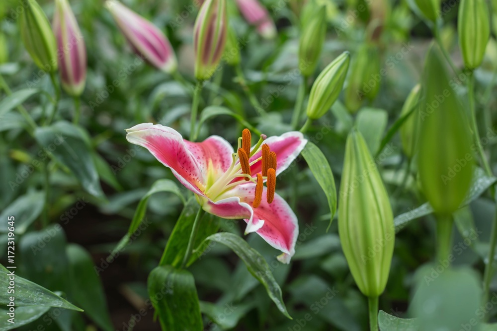 Obraz premium Winter flowers