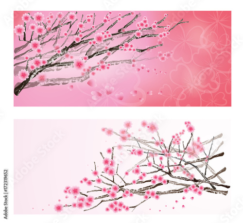 sakura flower and branch