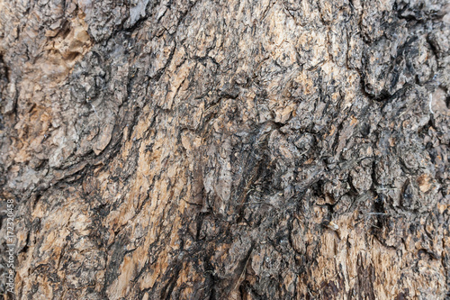 Tree Bark